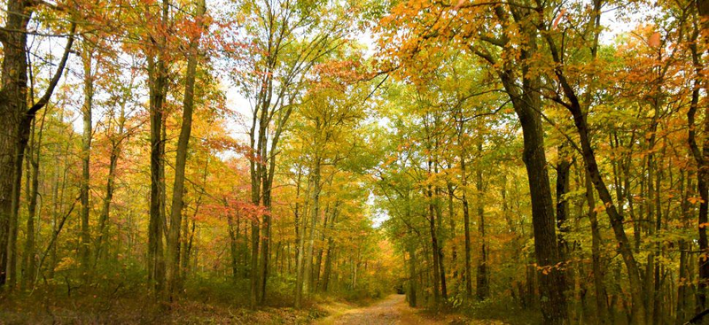 Illustration for article titled 48 Photos Of Autumn Around The World